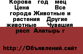 Корова 1 год 4 мец › Цена ­ 27 000 - Все города Животные и растения » Другие животные   . Чувашия респ.,Алатырь г.